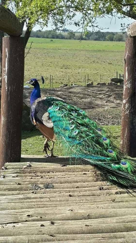 Estancia Turistica Finca Piedra Маль-Абриго Экстерьер фото